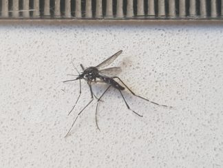 mosquito tigre mosquito tigre