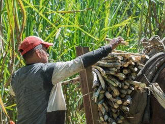 farmer-working-hard-in-the-sunshine-of-a-summer-da-2025-03-05-03-54-47-utc (1)