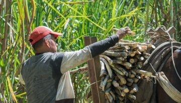 farmer-working-hard-in-the-sunshine-of-a-summer-da-2025-03-05-03-54-47-utc (1)