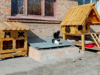 benestar animal