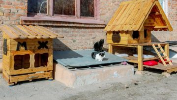benestar animal